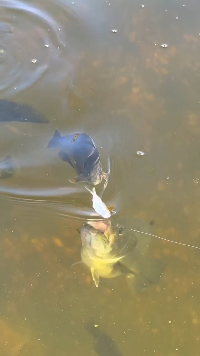 Does a big bait equal a big fish?... Looks like it! 👀🎣 📸@thefishwhisperer1 #FindYourAdventure #outdoors #fish #fishing #bass