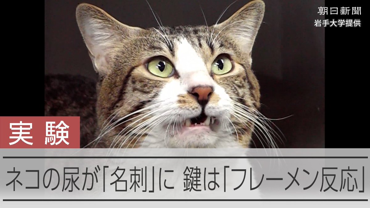 【動画】このにおい、誰かニャ?ネコの尿に「名刺」 嗅いだ時の表情から分析 ネコの尿には、一匹一匹で異なる特殊な脂肪酸が含まれており、そのにおいが「名刺」の役割を果たしている可能性があると、岩手大学を中心とする国際共同研究グループがまとめました。
