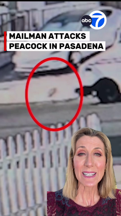 A popular Pasadena peacock, known as Sugar, was attacked by a mailman in an incident captured on video. Neighbors say Sugar can be aggressive but didn’t deserve to be hit. They’re demanding accountability and hope that Sugar returns to the neighborhood. Watch Eyewitness News at 11 p.m. for the latest details.