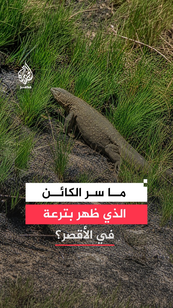 مواطن يرصد كائن ضخم على حافة إحدى الترع في الأقصر.. ما القصة؟