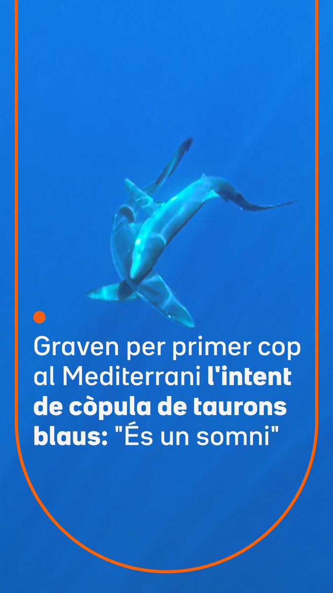 "És un somni fet realitat!" Graven per primer cop l'intent de còpula de dues tintoreres al Mediterrani. Un enregistrament únic que podria ajudar a protegir aquest animal en perill crític d'extinció