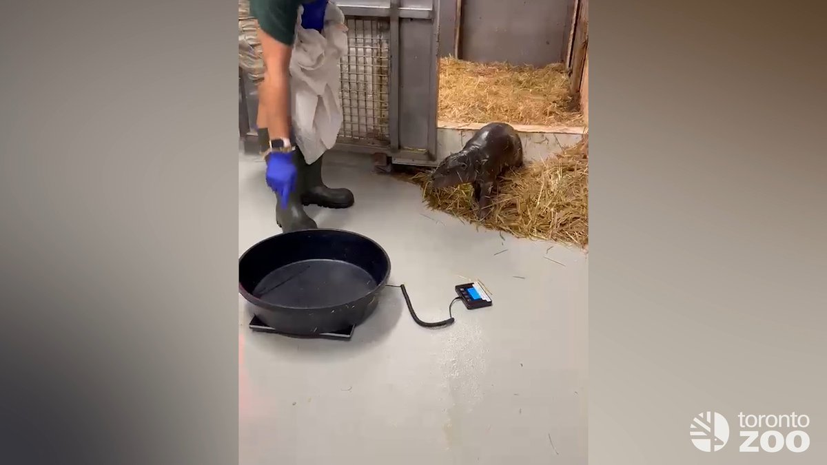 We’re taking your guesses 🗳️⬇️ Tell us what you think #TZTinyTank's total weight (in kilograms) is, as well as her measurement in cm from nose to the tip of her tail 🍼🦛 #GuardiansofPygmyHippos