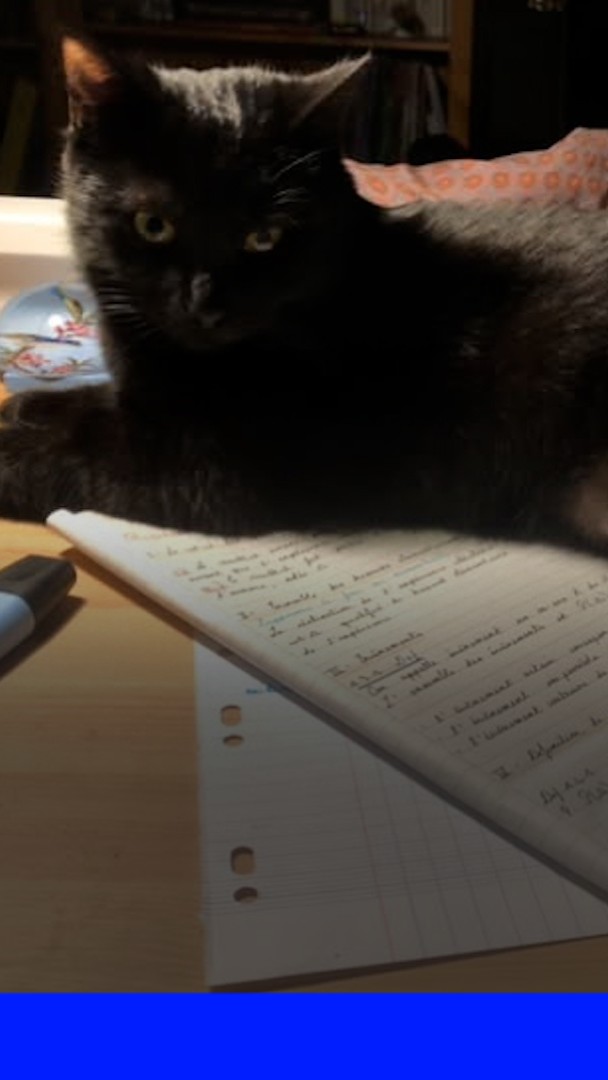 Une famille reste 12 jours sur une aire d’autoroute après la disparition de son chat