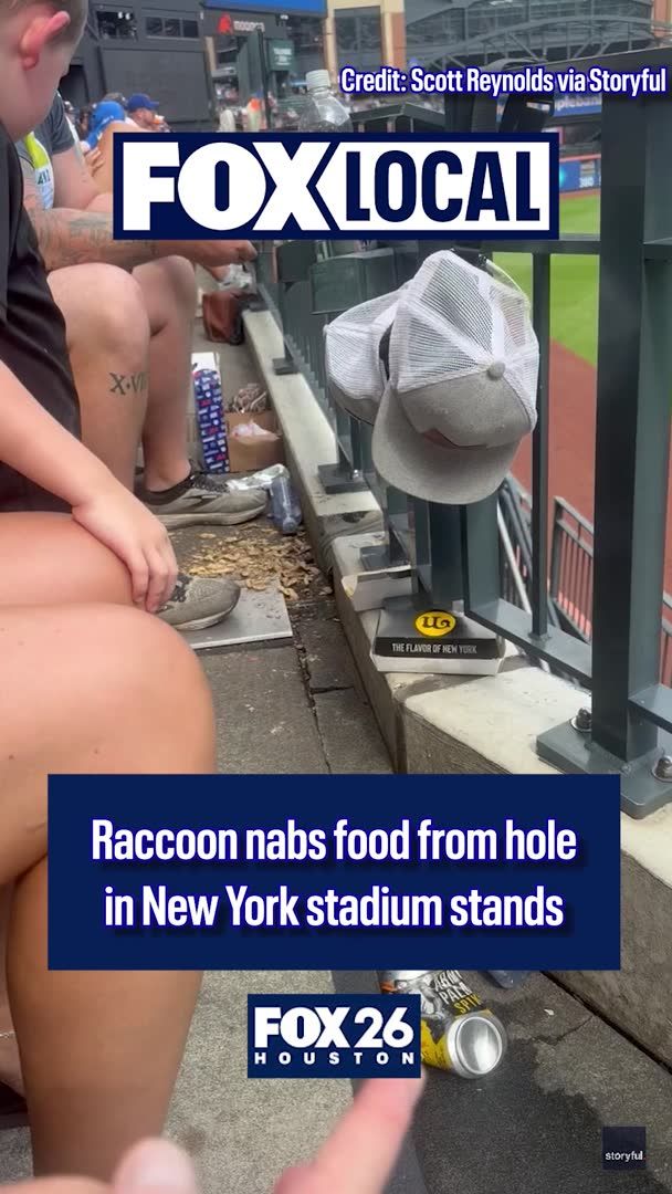 What would you do if you saw a paw reach out from underneath you at a baseball game?