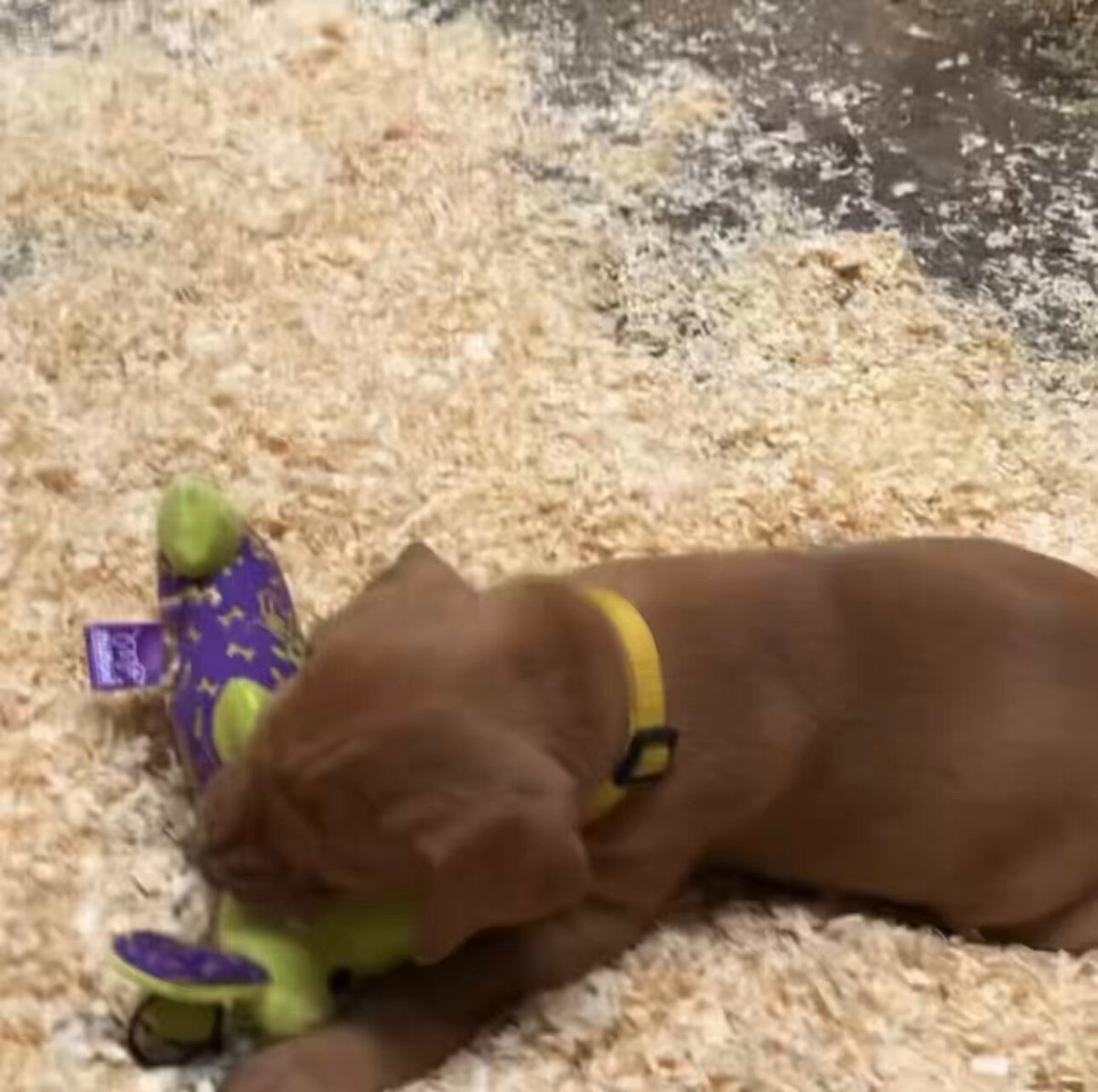 Delilah girl was on Firewatch today while her brothers and sisters were sleeping, scrapping with the dreaded mean stuffed animal I can’t wait to bring her home