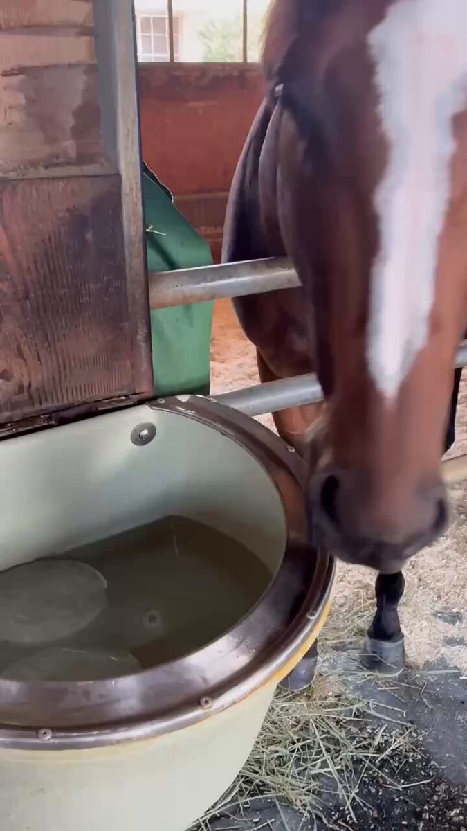 おはようございます☀ 上籠助手から今朝の #メイショウタバル の動画をいただきました！ 氷入りのお水をゴクゴク💧