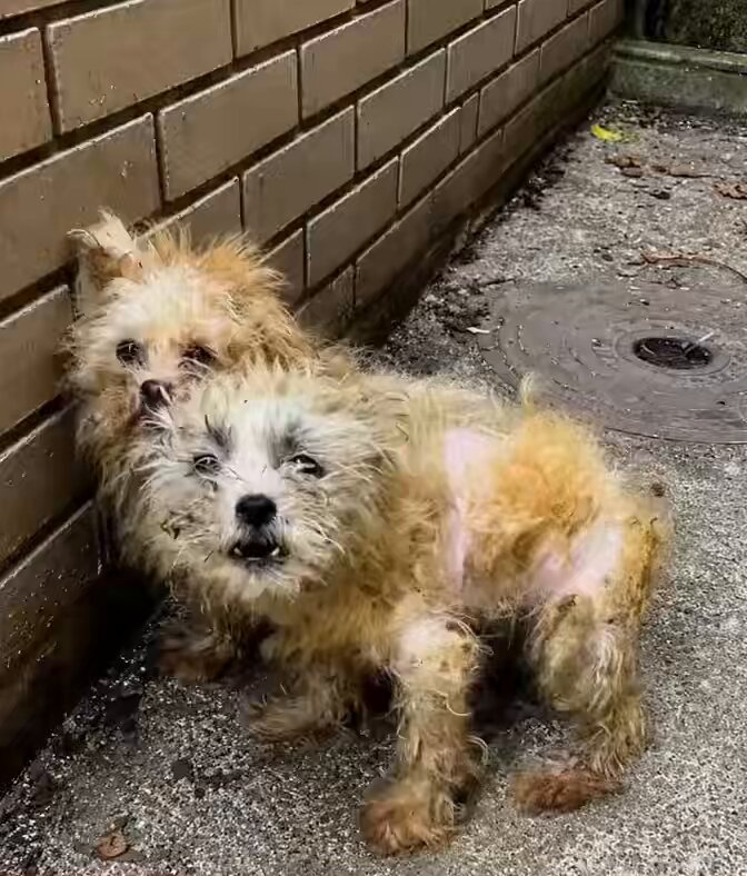 A stranger’s act of kindness completely transformed these puppies’ lives. 🥺🐶❤️