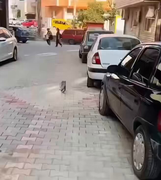 قطة أحضرت صغيرها المريض إلي العيادة فعالجوا عينه وأعادوه إليها