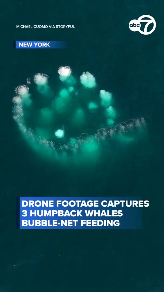 Drone footage captured the moment three humpback whales worked together in a synchronized bubble-net feeding attack off the coast of Montauk, New York. 🐋 According to NOAA Fisheries, group-coordinated bubble-net feeding is a highly complex, synchronized behavior where humpback whales blow a circular "curtain" of air bubbles to corral and condense schools of small fish or krill. Once the prey is tightly trapped inside the circular net, the whales lunge upward through the center of the ring to feed.