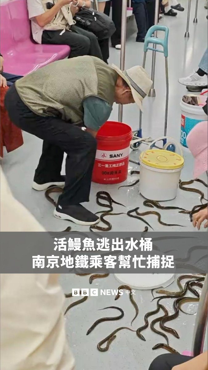 中国南京一列地铁车厢内出现多条黄鳝在地板上滑行，引来乘客合力帮忙捕捉。 这些鳗鱼是从一名乘客携带的塑胶桶中逃出。当时水桶意外翻倒，导致黄鳝四处窜逃。 黄鳝在中国市场及海鲜餐厅相当常见，是不少民众购买食材的选择。