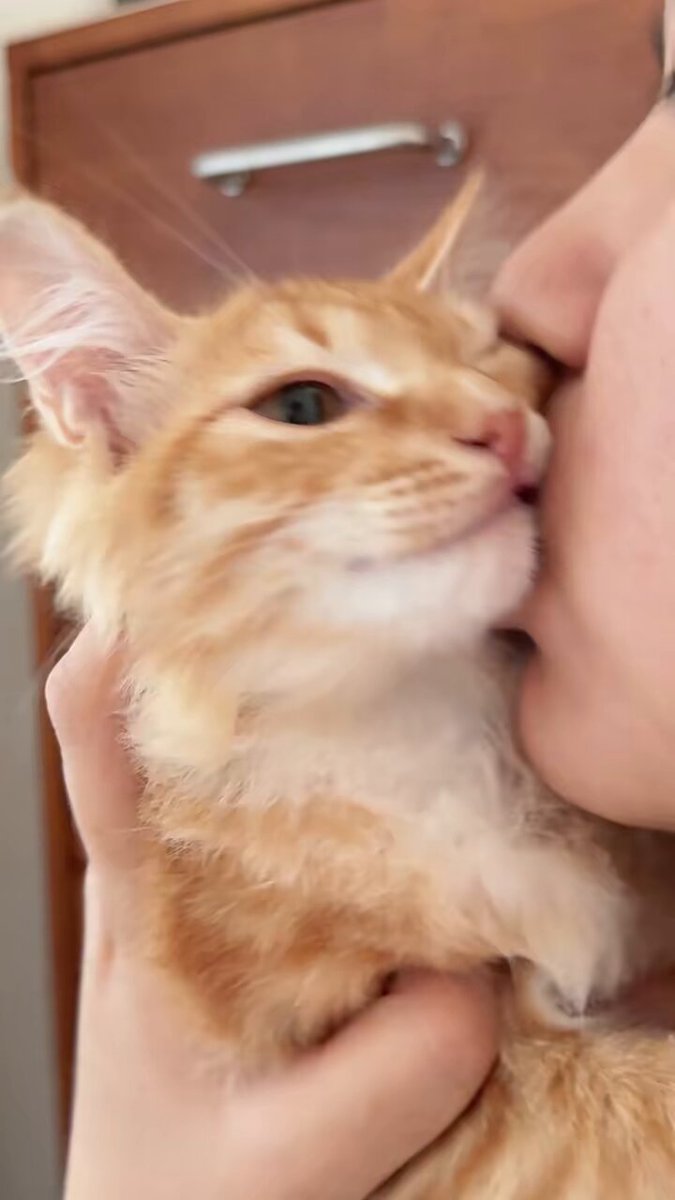 showered with endless kisses 😽🧡