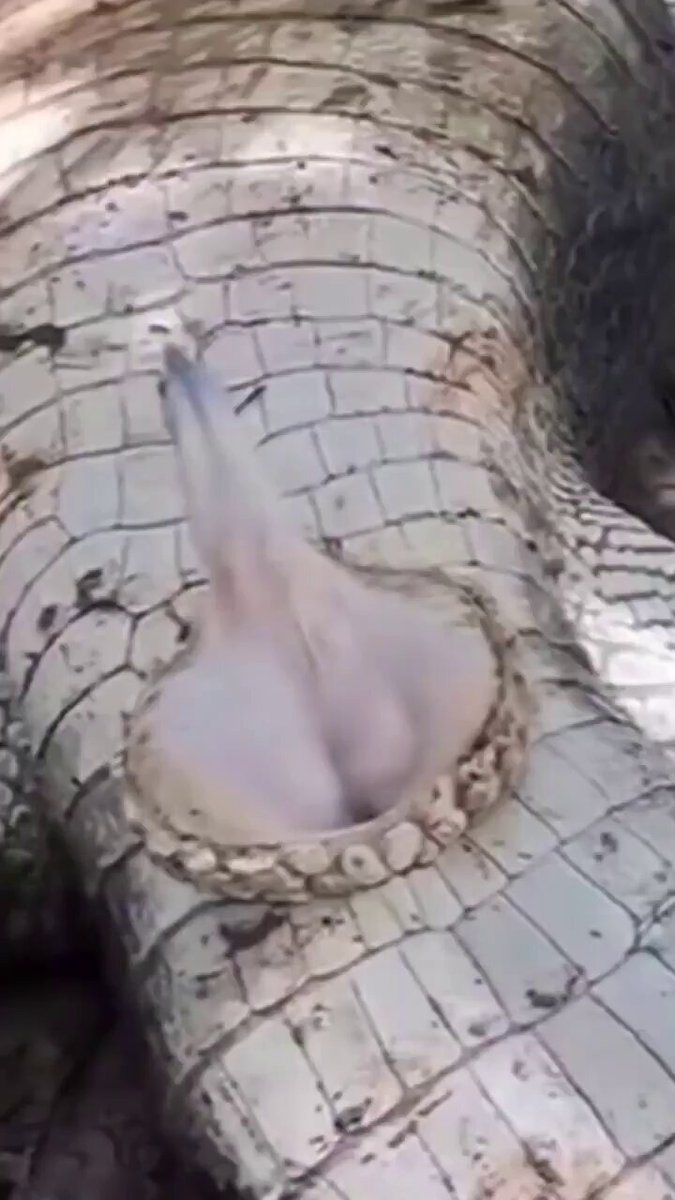 Did you know? The crocodilian phallus is an unpaired organ that is normally hidden inside the longish cloacal slit. It consists of a cone-like process of the anterior ventral cloacal septum and can reach 20 cm of length in some crocodiles.