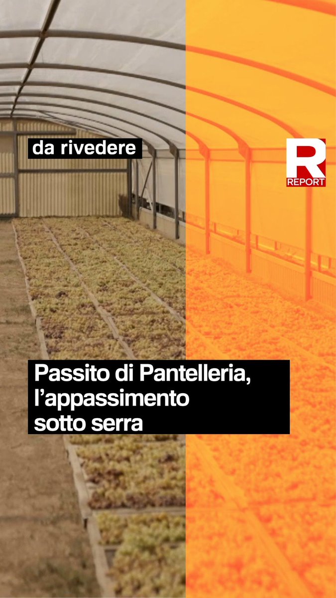 Secondo il disciplinare del Passito di Pantelleria DOC, l’uva può essere protetta, ma l’appassimento non può avvenire in ambienti a condizioni controllate, che è quello che accade nelle serre, dove temperatura e umidità vengono alterate. Rivedi la puntata