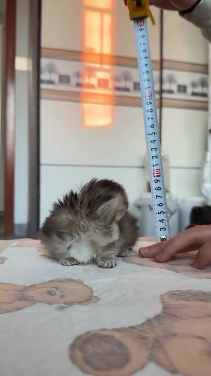 why so smol
