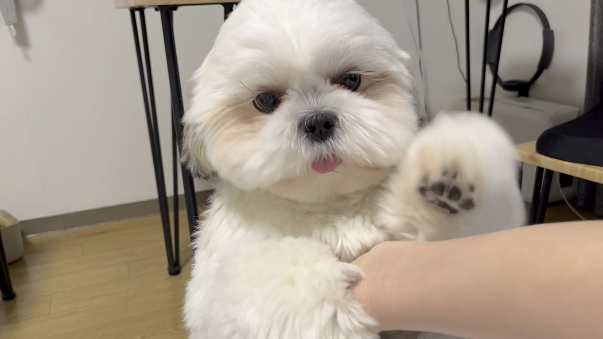 本日のあそぼあそぼ🐶✨
