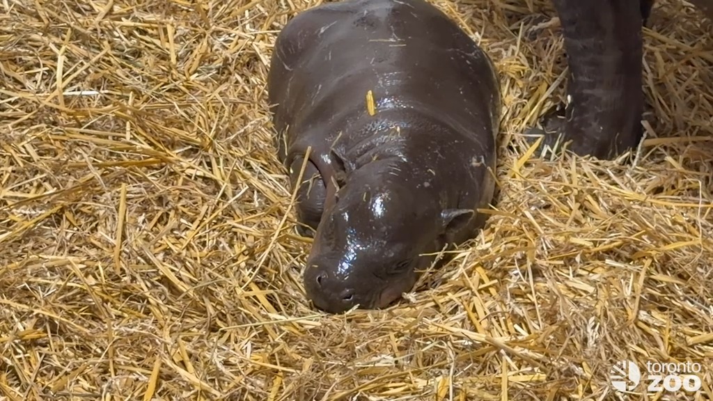 Your Toronto Zoo is thrilled to announce the name of the three-week-old female pygmy hippo calf and this little Canadian icon is every bit as sweet, spirited and sassy as her name suggests. Please join us in welcoming… Maple 🍁 Read more ⬇️