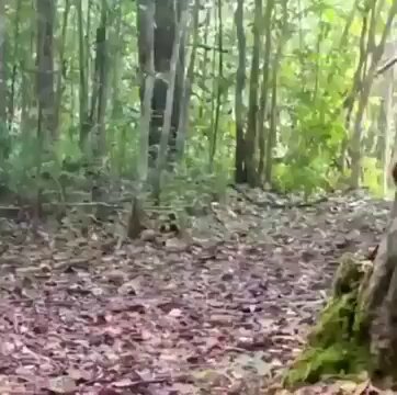 Wildlife camera traps can capture the most unexpected scenes, like this orangutan acting like nobody's watching.