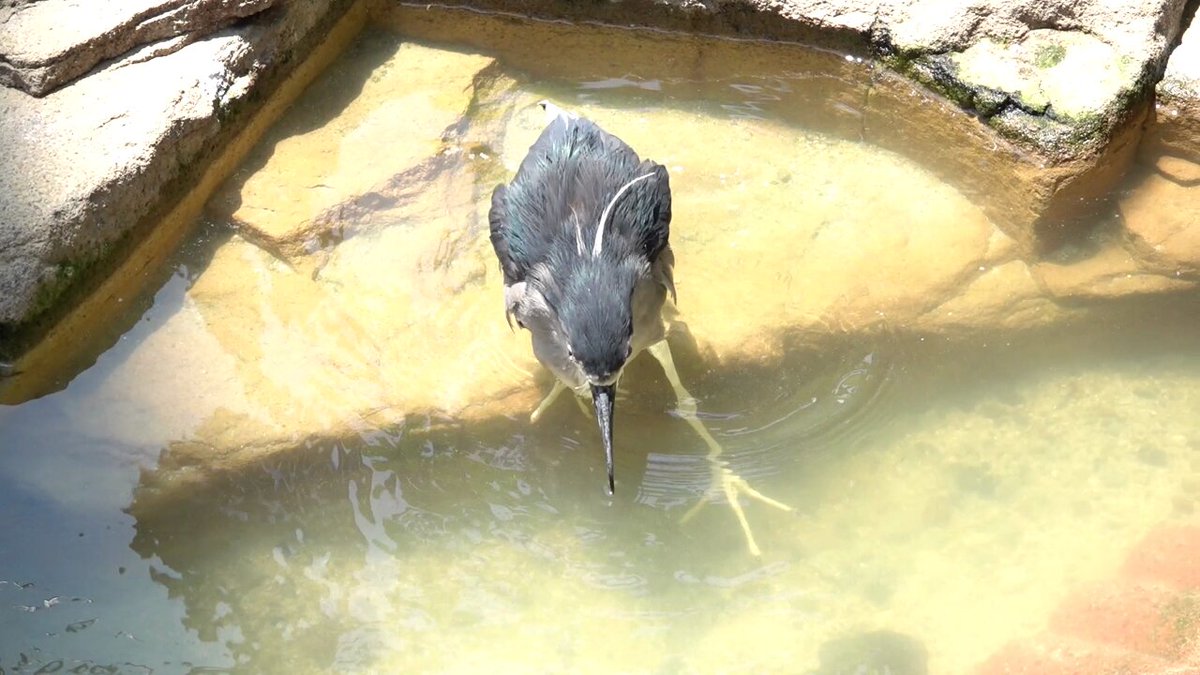天王寺動物園『鳥の楽園』 なつかしいゴイちゃん 座ろうとしたけど、ちょっと深かったゴイちゃん #天王寺動物園 #カッコいいゴイサギ #ゴイサギ #2022年頃
