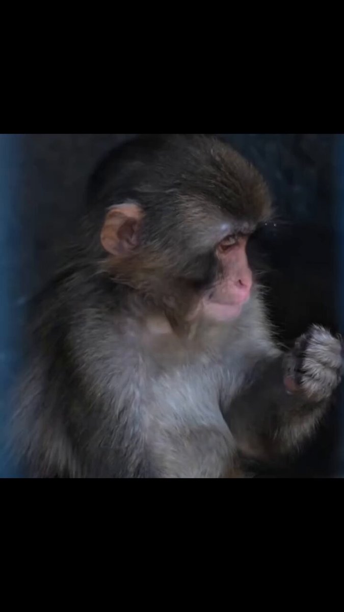 Punch is biting his nails again 🤔 Can you guys guess what he’s thinking or worrying about? Sitting in the corner chewing nonstop, looks so cute yet so worried 🙈 Best guess gets a heart! #PunchTheMonkey #LittlePunch #MonkeyLife