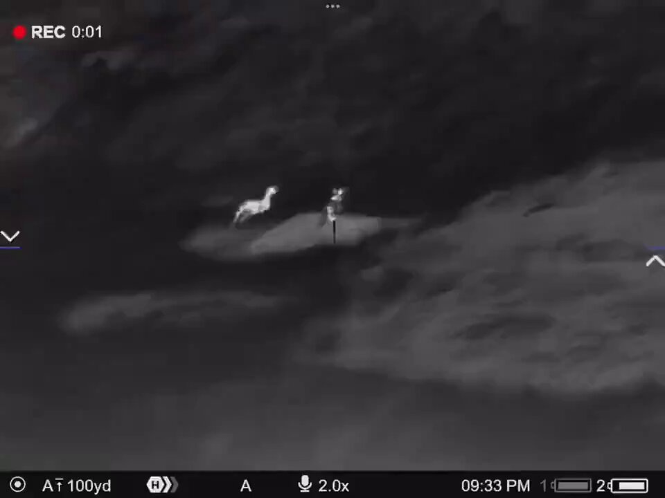 Coyote attempts to kill a man's sheep and he drops it with a Pulsar Thermal