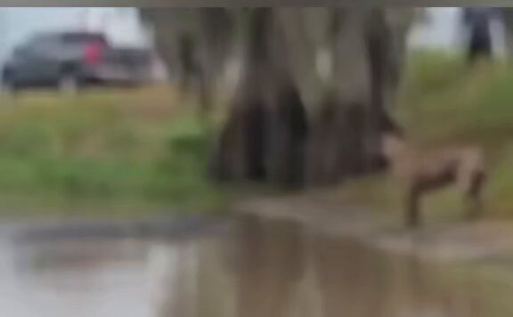 🐊🤣 Il pensait faire de la hyène son repas… mais le crocodile a choisi le mauvais adversaire ! Au final, c’est lui qui a été vaincu. La nature ne pardonne aucune erreur. 🐊🦴🔥