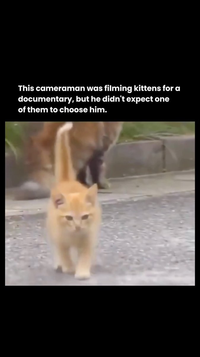 Cat has 9 lives but this one knows camera man never dies 😅