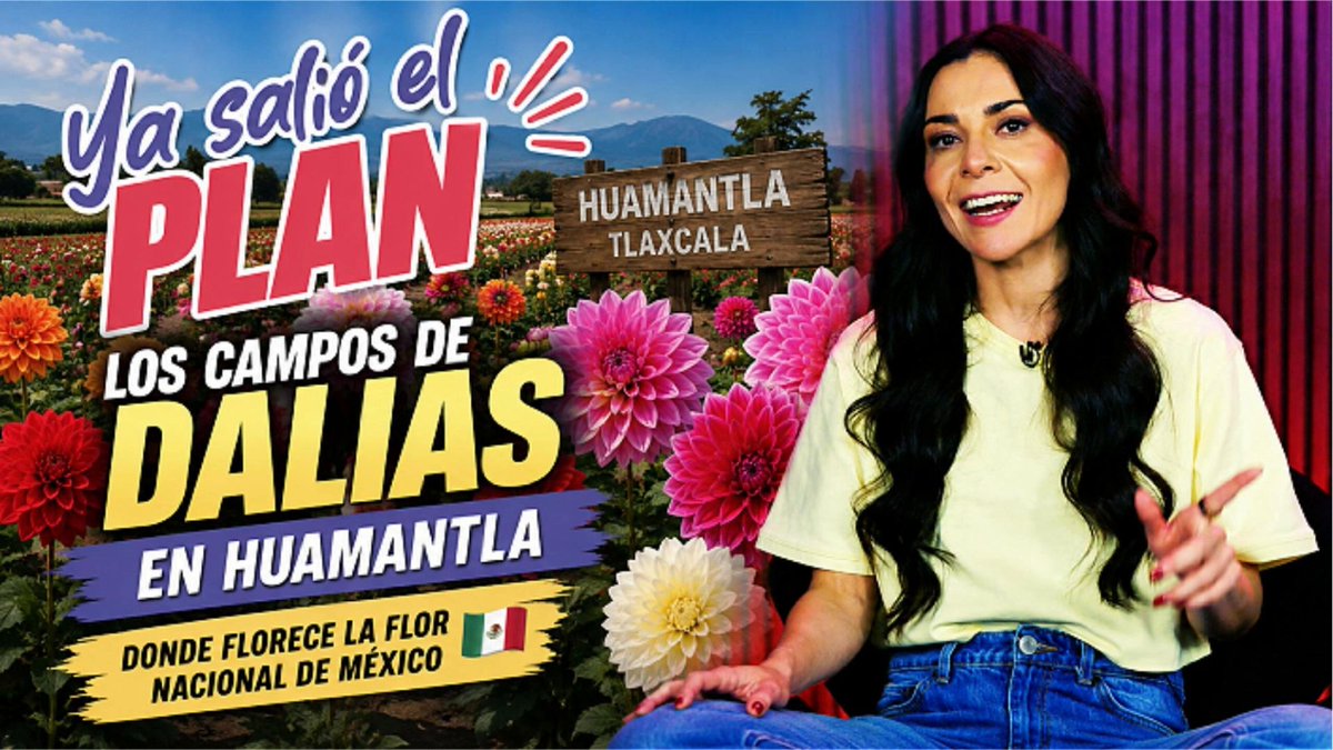 Dalia, la flor nacional de México, florece en todo su esplendor en Huamantla, Tlaxcala. Un paisaje que también cuenta una historia de tradición agrícola, trabajo campesino y orgullo mexicano. ¡Ya salió el plan!