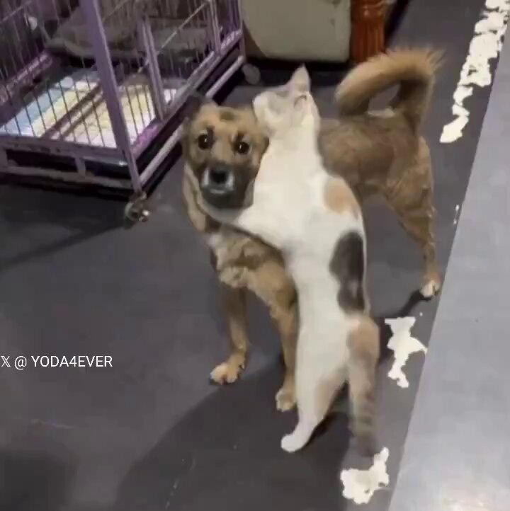 行方不明になってた犬との再会、猫の反応が全てを物語っている