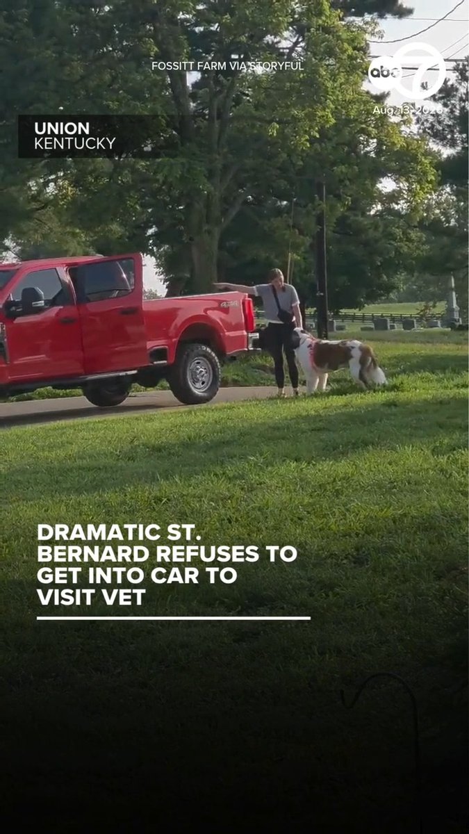A young Saint Bernard gave his owner a difficult time when the pooch realized a vet visit was in store, refusing to get into her truck. Hilarious footage shows Diesel, a 167-pound Saint Bernard, refusing to get into the truck while his human tugs on his leash. “I did finally get him into the truck, but I had to pick up his front feet and then pick up the back of him to push him in,” his owner said.