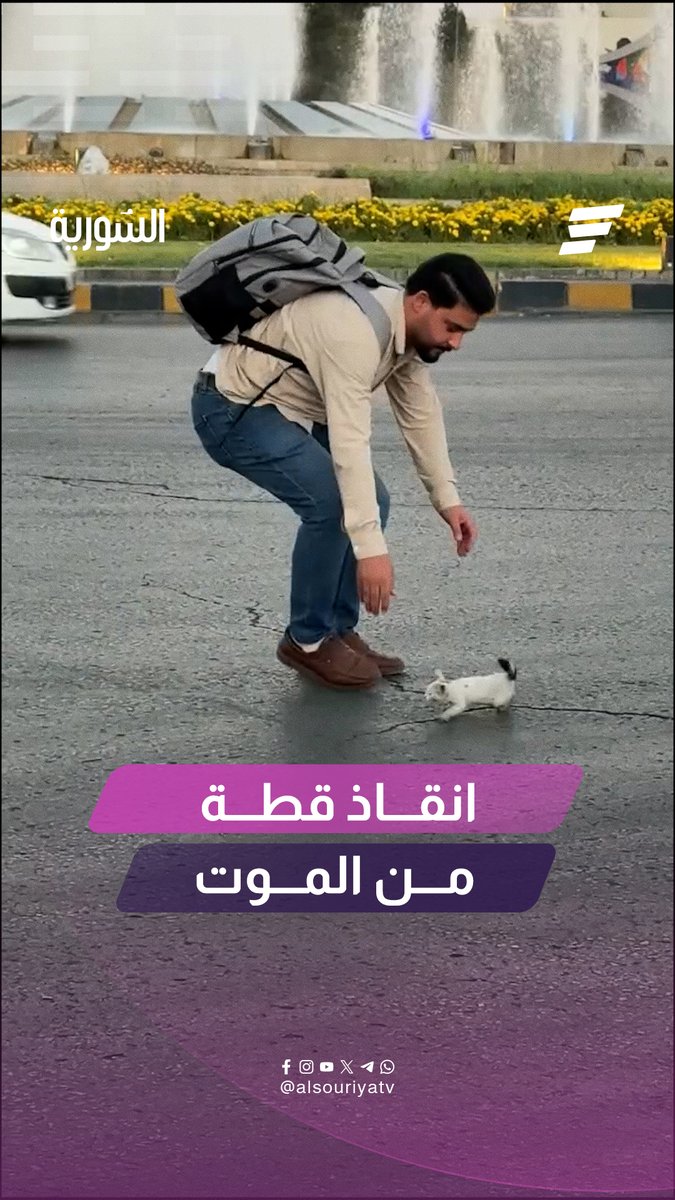 بسرعة ودون أي تردد.. شاب شجاع يتدخل وينقذ قطة صغيرة من دهس محقق في ساحة الأمويين بدمشق #قناة_السورية