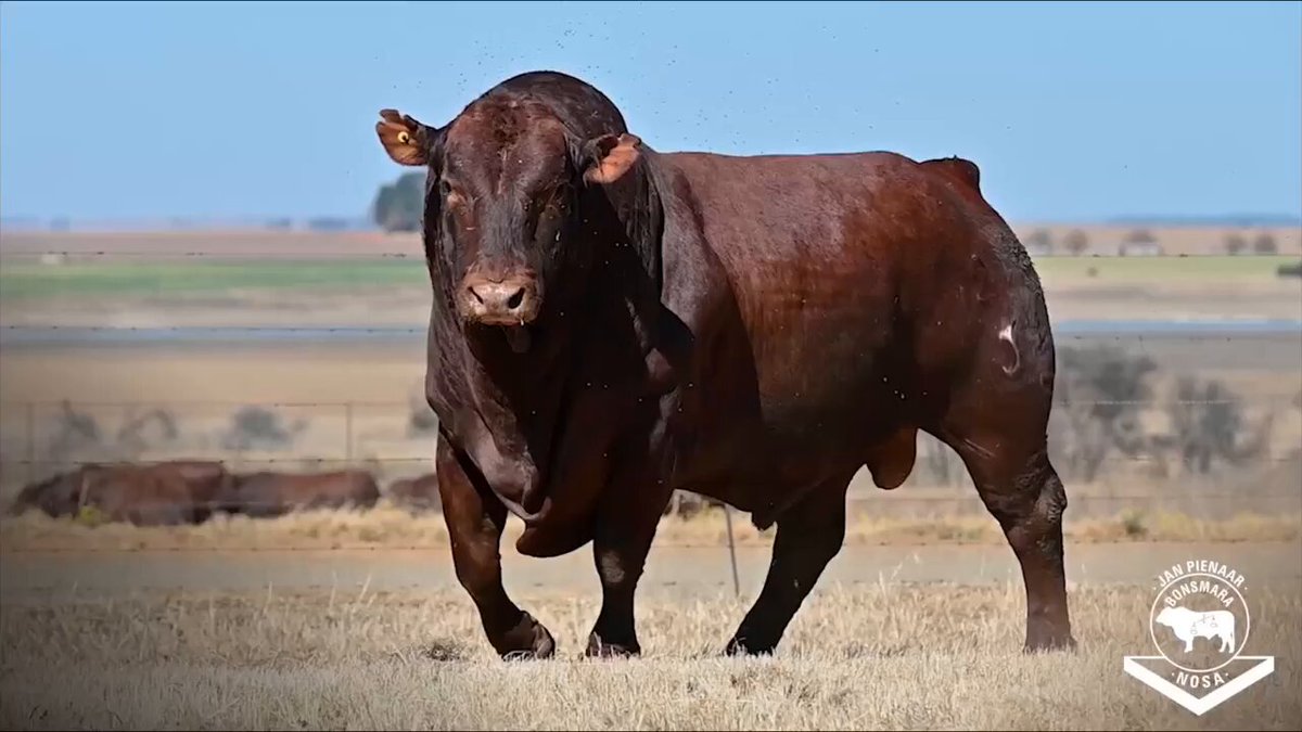 No bull is perfect but sometimes you get close. Enjoy the rugby and have a great weekend.🌽🌽🌽🥃🥃🥃
