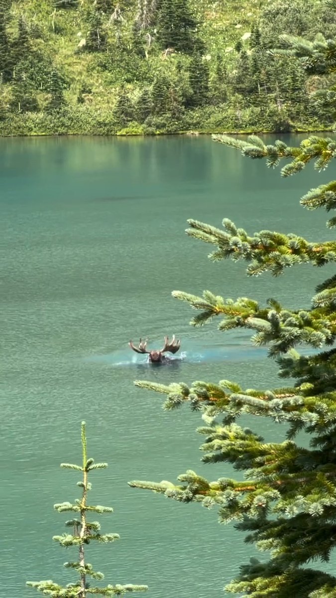 The ol' moose cold plunge. 🎥: Fox Bluff