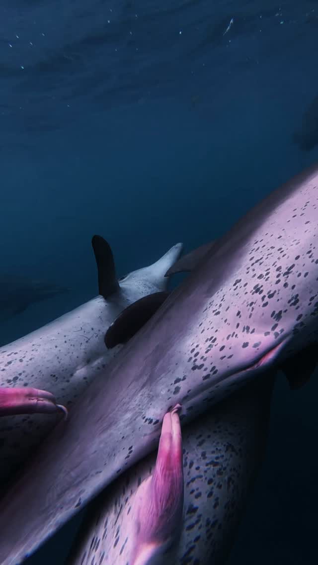 Swimming in dolphin nut is wild work