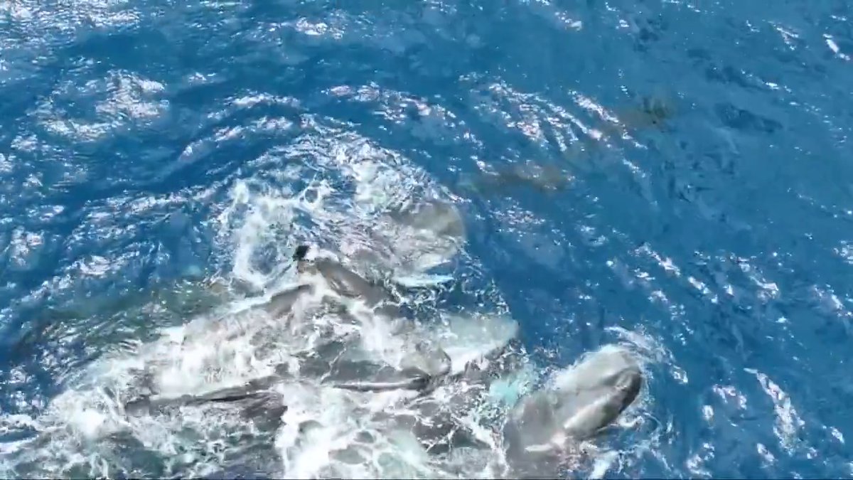 In July 2023, researchers on a whale watching expedition in the Caribbean Sea encountered an unusual scene: 11 sperm whales clustered tightly at the water’s surface. The animals began to inch closer and closer together in the waters off the island of Dominica, with their attention turned to one individual, until a burst of blood tinted the water. At first, the scientists—part of Project CETI, a nonprofit that studies how sperm whales interact—thought the animal had been attacked. But then they saw a tiny tail pop out of the water. The researchers quickly realized they had in fact observed a group of whales helping a calf take its first breath. Even more fortuitous, they had captured it on video from a drone. Read more: News from Science