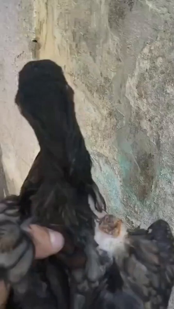 🚨🐔 CONFUSÃO POR CAUSA DE UMA GALINHA EM PACOTI/CE
