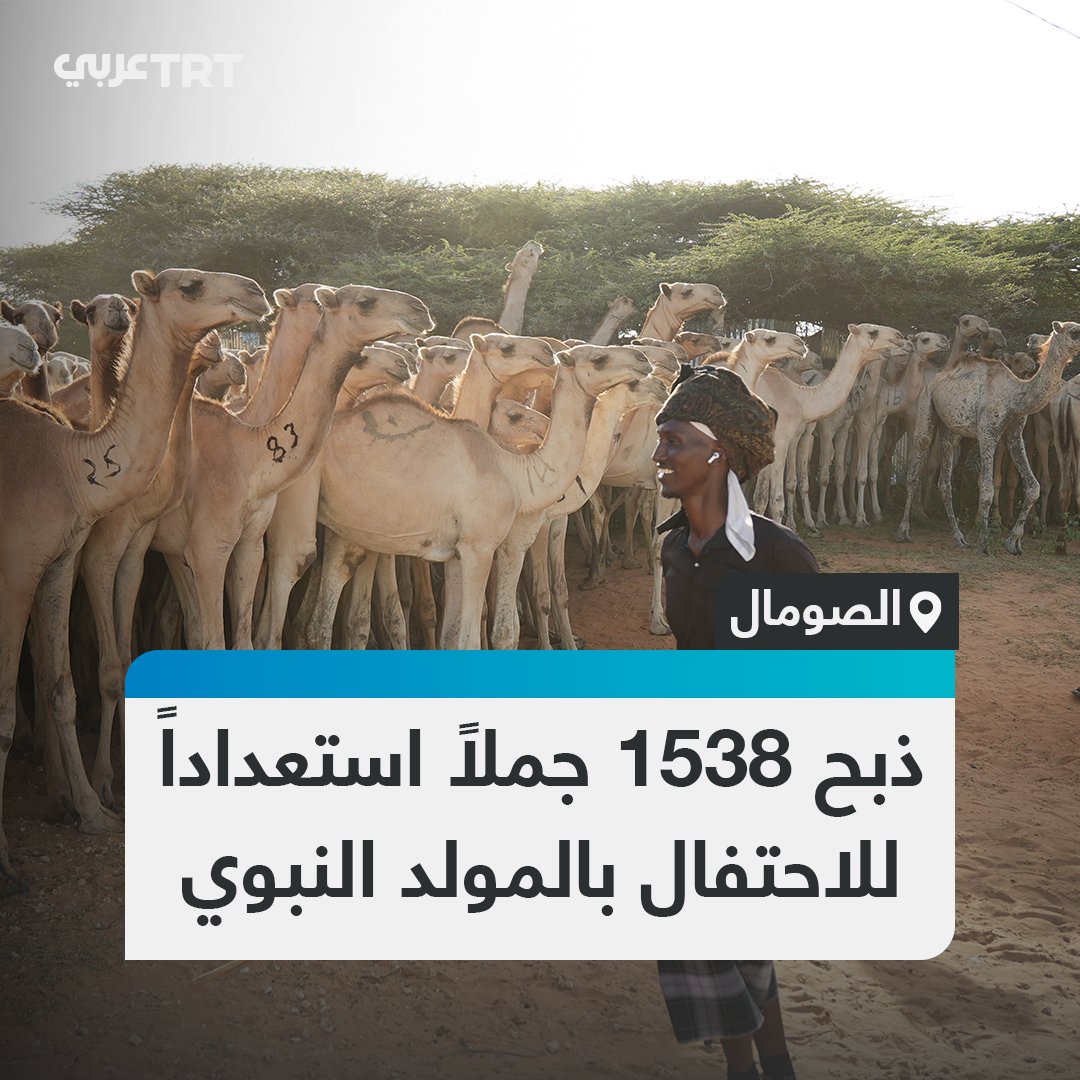 تتواصل الاستعدادات في #الصومال لإطلاق فعالية بمناسبة #المولد_النبوي الشريف، إذ سيجري ذبح 1538 جملاً ضمن الفعالية وتوزيع لحومها على المحتاجين، وقد نُقلت الجمال المقرر ذبحها إلى موقع الفعالية، فيما أفاد المسؤولون بأن أعمال التحضير لا تزال متواصلة. #تفاعل ليصل إليك كل جديد