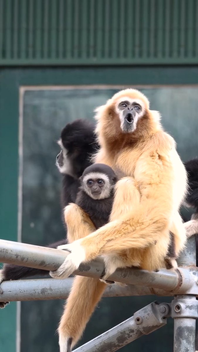 Have you ever listened to our white-handed gibbons sing?🎵 This species is known for its enchanting vocal displays. Families typically sing in the morning to mark their territory. See if you hear it on your next morning visit to the Zoo!