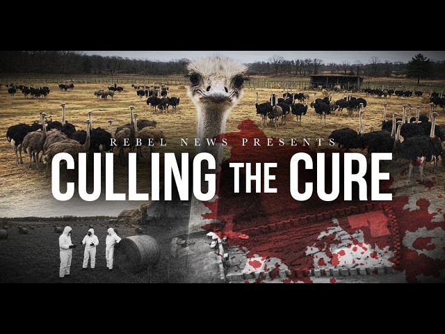 🚨TRAILER | Culling The Cure: The Aftermath of Canada's Ostrich Slaughter Tickets are available now for Rebel News' full investigative documentary examining why the Canadian Food Inspection Agency, with RCMP support, spent millions of taxpayer dollars to turn Universal Ostrich Farms into a killing field. They called it “biosecurity” and “stamping out,” but we showed you the truth: Hundreds of healthy, untested ostriches, senselessly gunned down in the dark on a peaceful family farm. Now, Rebel News is ready to unveil Culling The Cure: The Aftermath of Canada’s Ostrich Slaughter, a full investigative documentary examining why the Canadian Food Inspection Agency, with RCMP support, spent millions of taxpayer dollars to turn Universal Ostrich Farms into a killing field. This wasn’t just about one farm, and it wasn’t just about disease control. It’s about science, policy, and power. The farmers argued their healthy birds were part of ongoing antibody research that could have helped protect future flocks from avian flu culls. The state said they had no value worthy of exemption. We’ve travelled from the Rocky Mountains to the Arizona desert, from New York City to the halls of Parliament in Ottawa, following the evidence to determine who is right. This story is bigger than ostriches. It raises serious questions about how governments use “animal health” policies, how dissent is handled when citizens push back, and whether scientific opportunity was sacrificed in the name of bureaucratic control. Rebel News was there from the beginning — reporting from inside the farm, documenting the cull, covering the legal battles, questioning officials, and securing footage the public was never meant to see.