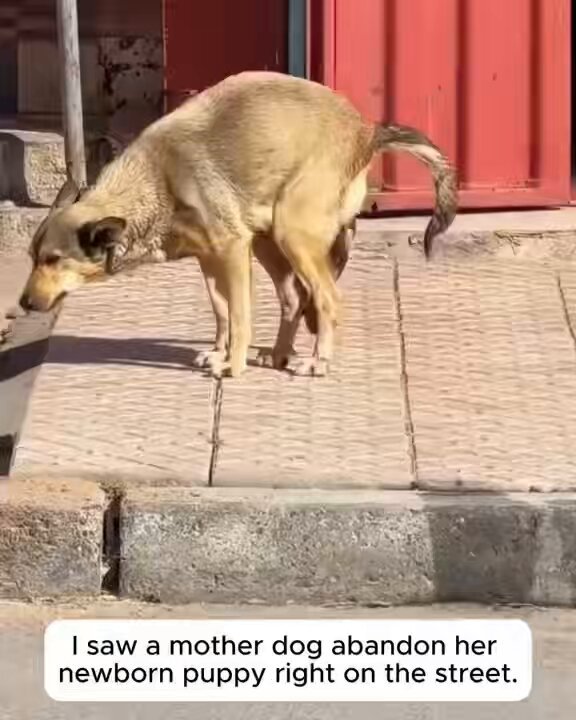 Thank you to this kind woman for taking care of this mama dog’s newborn puppy. 🥹🐶