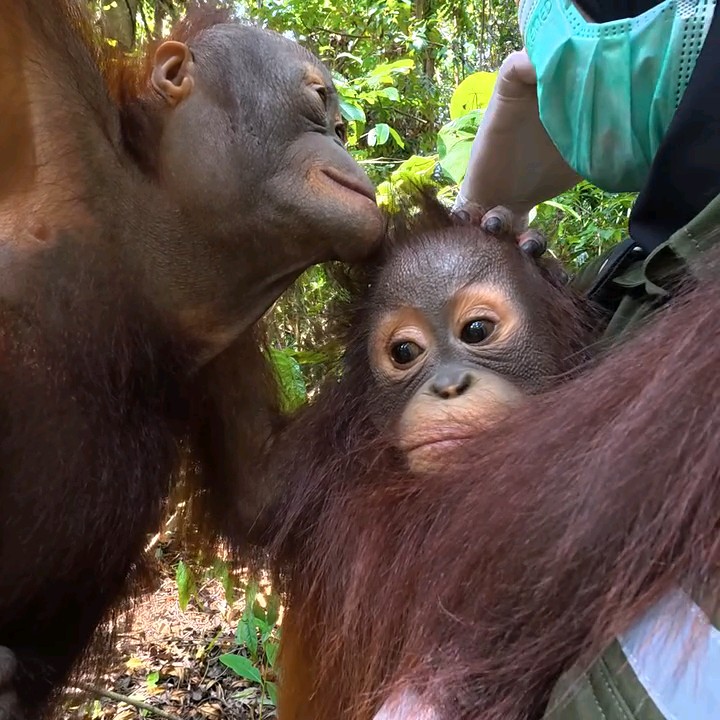 please jangan jahat-jahat jadi manusia 💔 namanya jack, bayi orangutan yang digendong petugas karena rumahnya hilang. dia keliatan takut banget, ga mau ngelepasin kakaknya. nangis kejer liat mereka saling sayang 😭😭😭