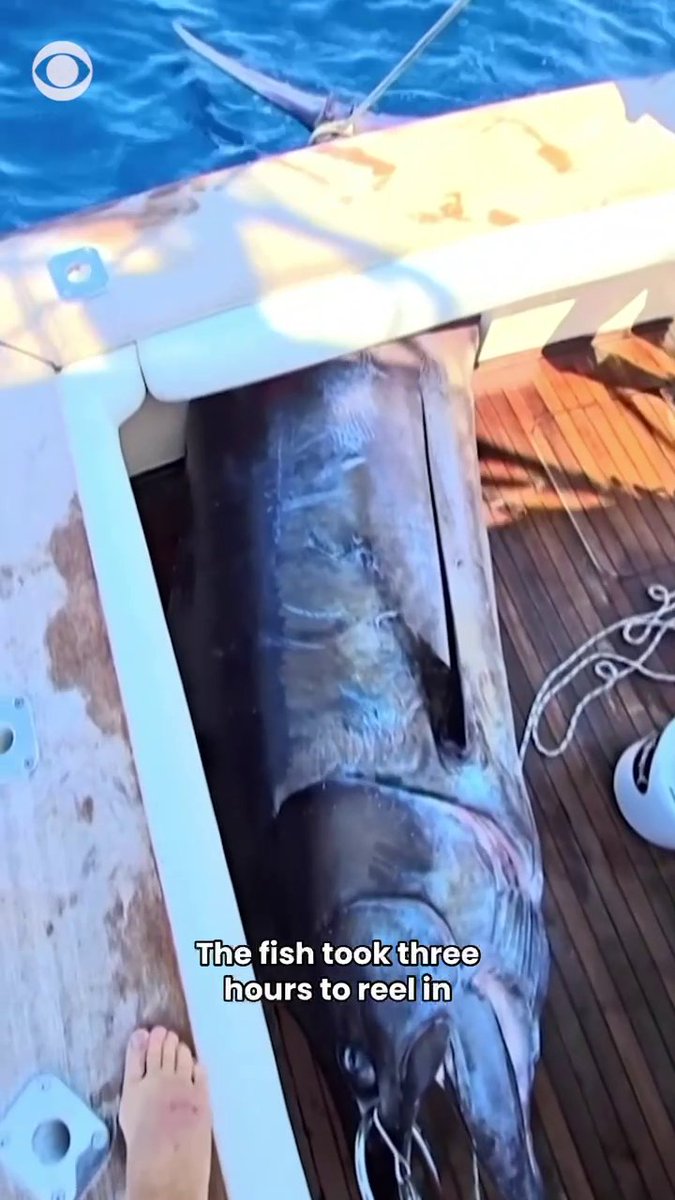 A massive Atlantic blue marlin caught off Massachusetts on Wednesday may be the largest ever landed on the East Coast. The 11-foot-plus billfish weighed in at an incredible 1,260 pounds