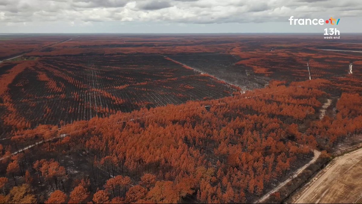 🔴 🔥 En Gironde, le brasier le plus dévastateur de cet été, 42 000 hectares ont brûlé. Tout a commencé à Saumos. Un mois après, le feu est fixé mais la bataille n'est pas terminée, les pompiers surveillent les points chauds. #JT13H