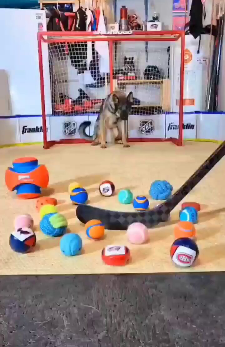 Dog has eyes for the puck only