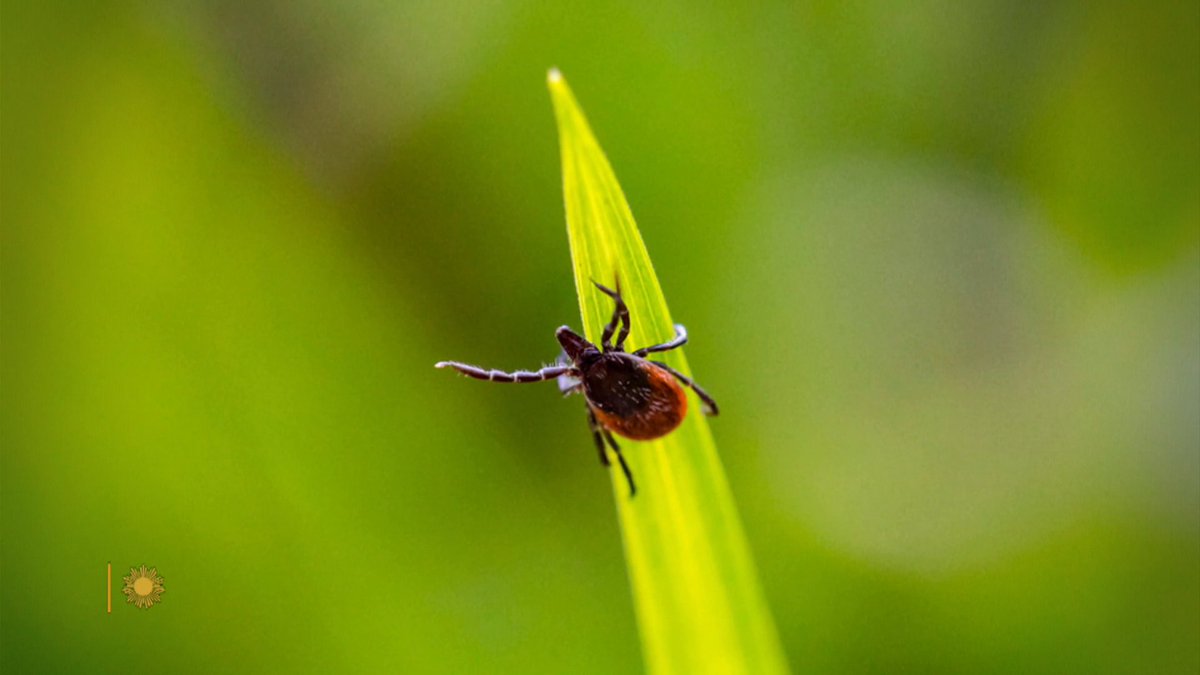 This year, emergency room visits for tick bites have increased dramatically, corresponding with a new threat: a rise in Alpha-gal syndrome (AGS), where one bite from a lone star tick can make you violently allergic to red meat. David David Pogue looks at how residents of Martha Vineyard are addressing an epidemic of Alpha-gal, and talks with experts about how best to avoid tick bites.