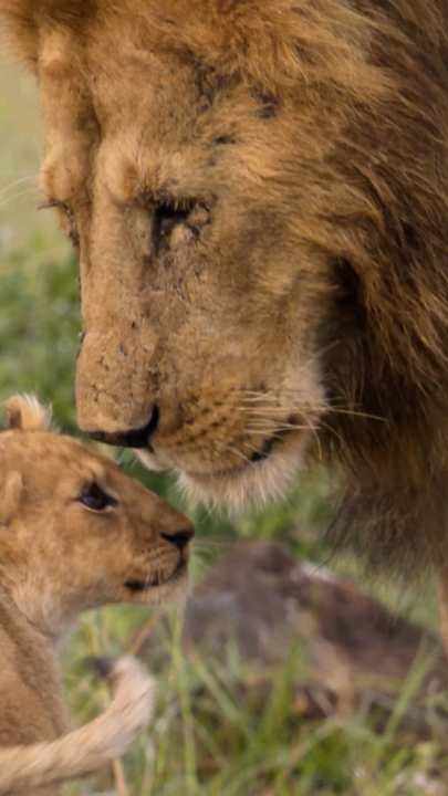 It takes a lot for a lion cub to gain their father's acceptance, but Kio has a plan. #NatGeoLION is now streaming on Disney+ and Hulu.