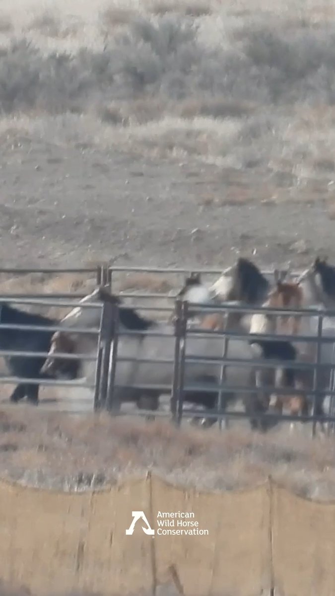 Wild horses captured in Nevada. When the gate closes, dozens of horses are trapped shoulder-to-shoulder inside a metal enclosure; then panic erupts. There is nowhere to go but up. It is a great disgrace the horses are slautered. Stop this Donald J. Trump