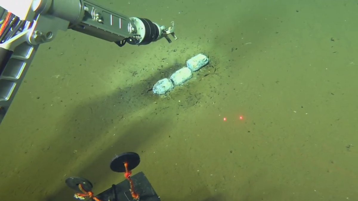 In 2023, researchers in a deep-sea submersible west of Australia came across several whale skeletons 2400 meters deeper than had ever been described. As the expedition continued, the scientists found an unprecedented abundance of skeletons—the biggest, deepest, and oldest collection ever seen on the sea floor. Learn more: