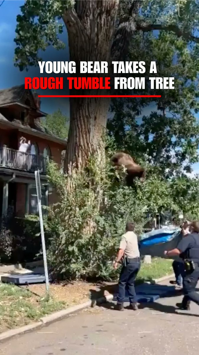 A young black bear comes crashing through the branches after wildlife officers tranquilize it high in a tree in the middle of Denver. Officers manage to catch and secure the roughly 100-pound bear after the rough tumble. "It didn't have the smoothest landing, but the bear is ok!" Colorado Parks and Wildlife says. The 1.5-year-old bear is now being relocated to better habitat as drought conditions push more bears into Colorado neighborhoods looking for food.