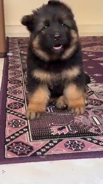 Adorable puppy