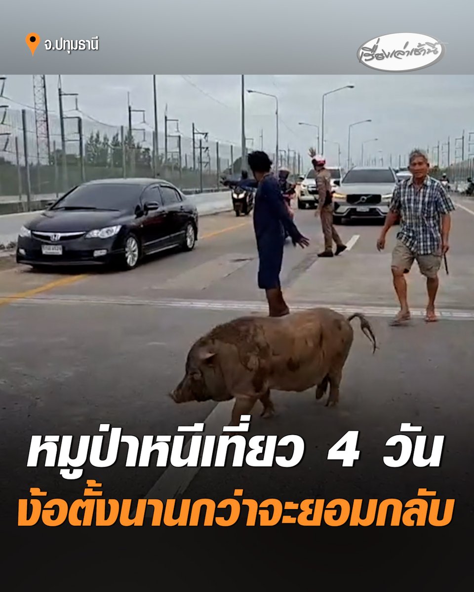 ป่วนทั้งถนน! "เจ้าเล็ก" หมูป่า 100 โล หนีหายออกจากบ้านนาน 4 วัน โผล่บนสะพานต่างระดับแยกสันติสุข กู้ภัยล้อมจับวุ่น ก่อนเจ้าของมาเกลี่ยกล่อมกว่าชั่วโมง จึงยอมเดินตามกลับบ้านไกล 2 กม. #เรื่องเล่าเช้านี้ #ครอบครัวข่าว3 #หมูป่า #หมูป่าหลุด #ปทุมธานี